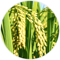 农作物种植大全